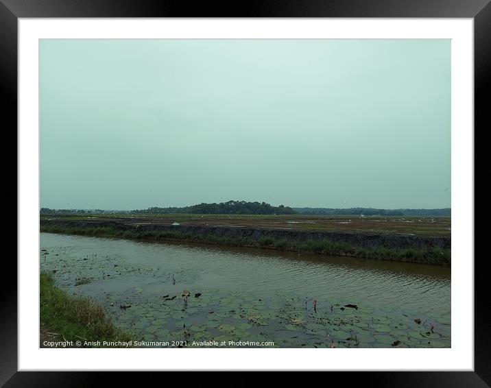 clam river full of water lilies and beautiful rice field in back Framed Mounted Print by Anish Punchayil Sukumaran