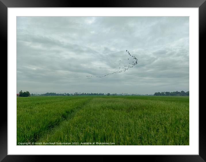 a rice field crops in Kerala during day Framed Mounted Print by Anish Punchayil Sukumaran