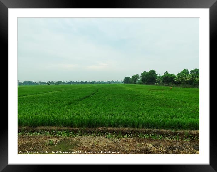 A beautiful rice field during day time Framed Mounted Print by Anish Punchayil Sukumaran
