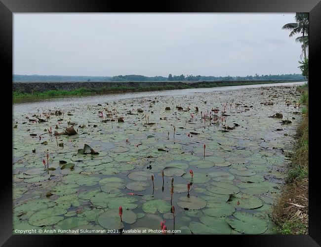 clam river full of water lilies and beautiful rice field in back Framed Print by Anish Punchayil Sukumaran