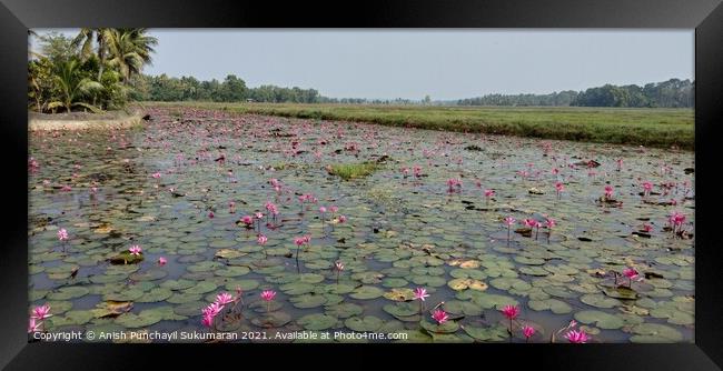 full of water lilies in a river in Kerala  Framed Print by Anish Punchayil Sukumaran