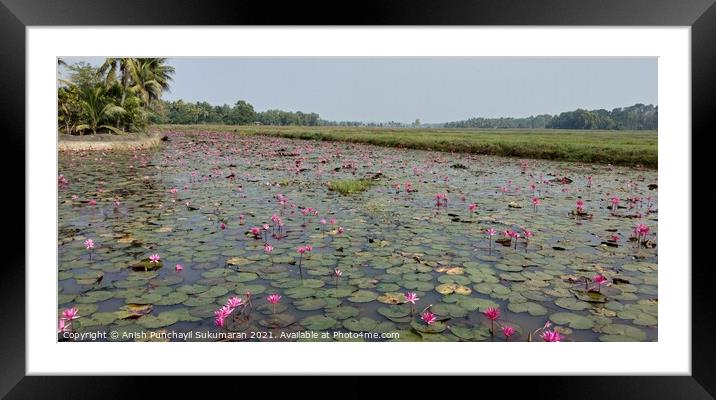 full of water lilies in a river in Kerala  Framed Mounted Print by Anish Punchayil Sukumaran