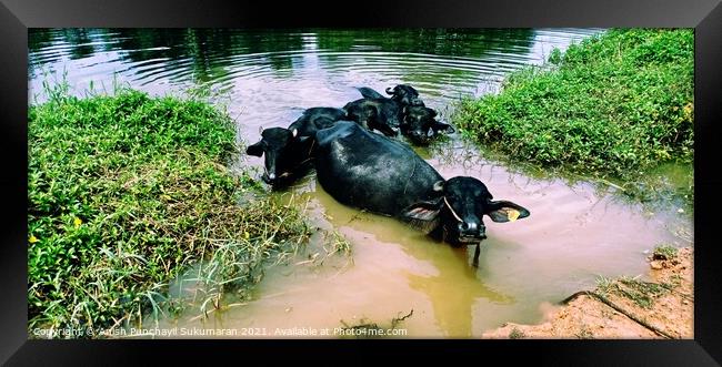 five water buffalos lie in the lake to protect themselves from annoying insects and to cool off from the midday heat.a view from kerala india Framed Print by Anish Punchayil Sukumaran