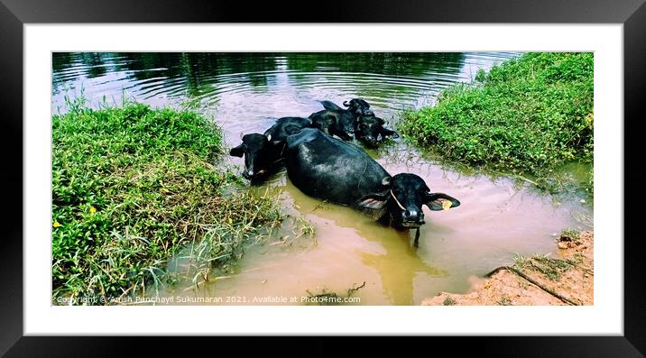 five water buffalos lie in the lake to protect themselves from annoying insects and to cool off from the midday heat.a view from kerala india Framed Mounted Print by Anish Punchayil Sukumaran