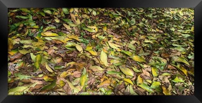 Fallen yellow tree leaves during September. Autumn falls Framed Print by Anish Punchayil Sukumaran