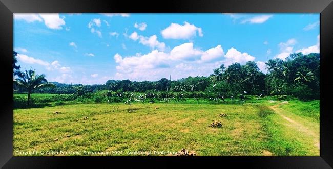 Blue cloudy sky and paddy field , pegion flying over paddy field Framed Print by Anish Punchayil Sukumaran