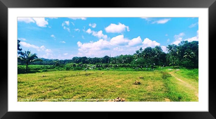 Blue cloudy sky and paddy field , pegion flying over paddy field Framed Mounted Print by Anish Punchayil Sukumaran
