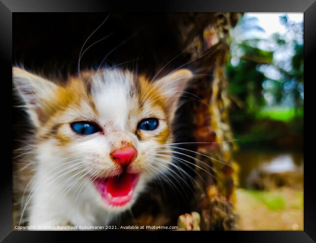 newborn red and whit colored kitten with blue eyes Framed Print by Anish Punchayil Sukumaran