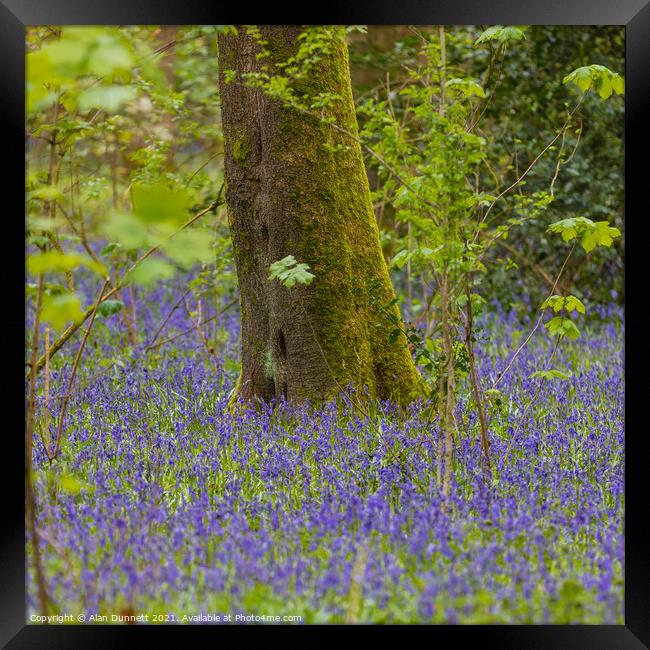Woodland Bluebells Framed Print by Alan Dunnett