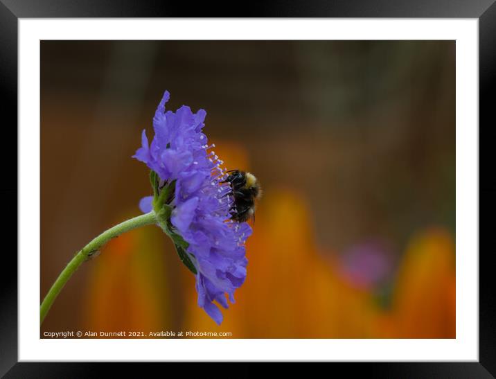 Garden Bumble Bee Framed Mounted Print by Alan Dunnett