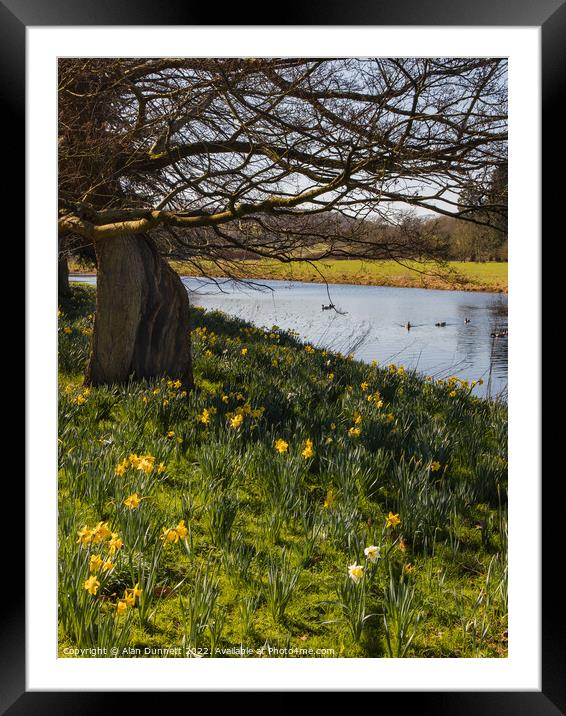 Daffodils Blooming Framed Mounted Print by Alan Dunnett