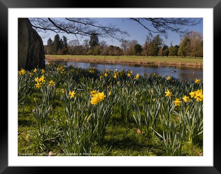 Daffodils blooming on the river Framed Mounted Print by Alan Dunnett