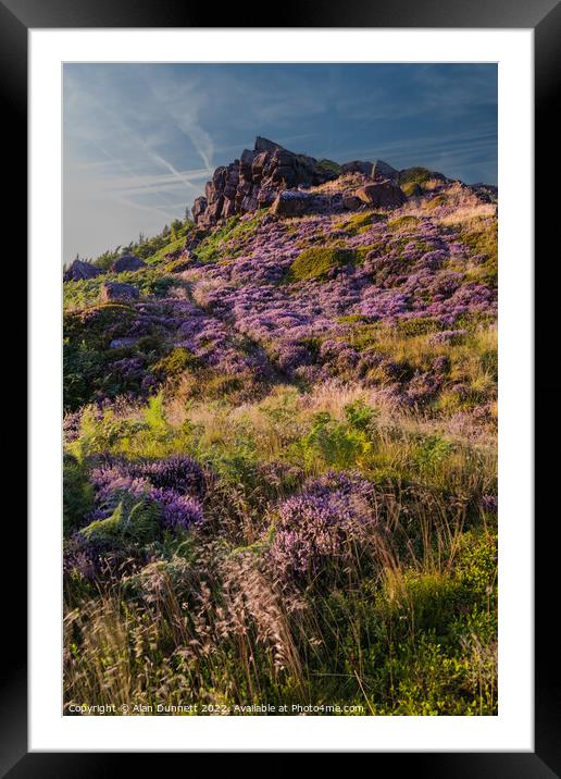 Heather on The Roaches Framed Mounted Print by Alan Dunnett