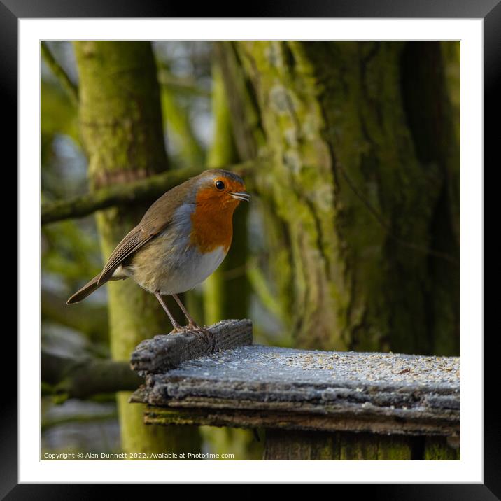 Hungry Robin Framed Mounted Print by Alan Dunnett