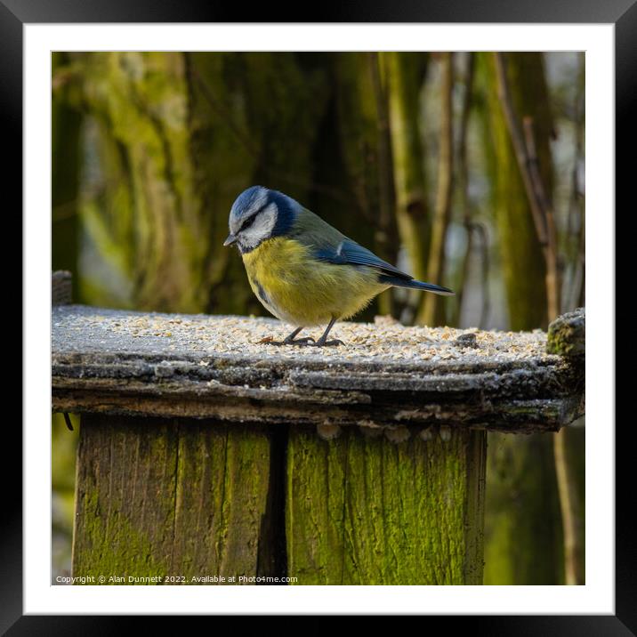 Bluetit at the table Framed Mounted Print by Alan Dunnett