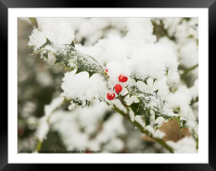 Snow berries Framed Mounted Print by Alan Dunnett
