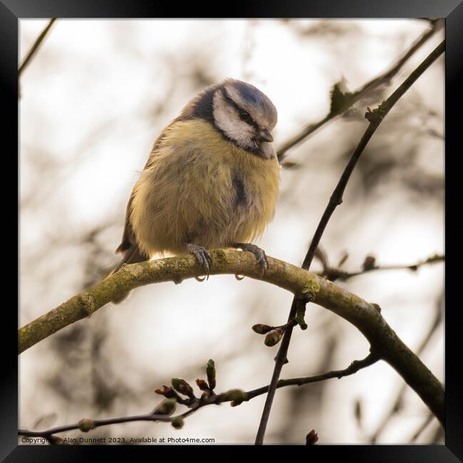 Blue Tit - Cyanistes caeruleus Framed Print by Alan Dunnett