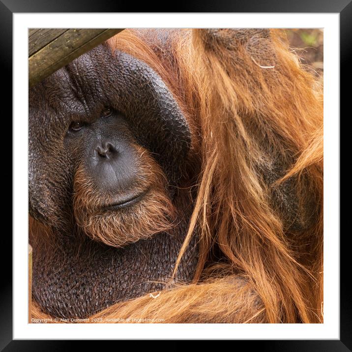 Intense gaze of a primate Framed Mounted Print by Alan Dunnett