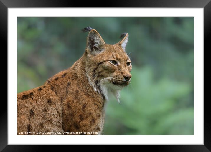 Regal Lynx overlooking the Grasslands Framed Mounted Print by Alan Dunnett