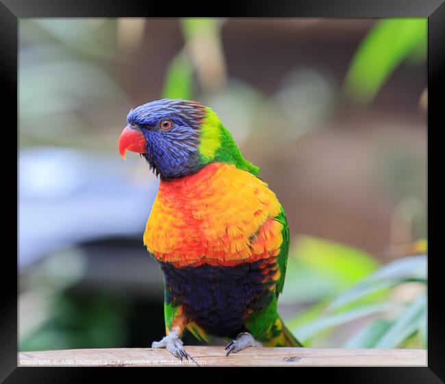 Rainbow lorikeet Framed Print by Alan Dunnett