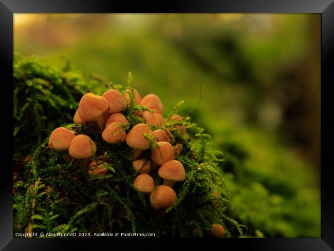 Mini autumn fungi Framed Print by Alan Dunnett