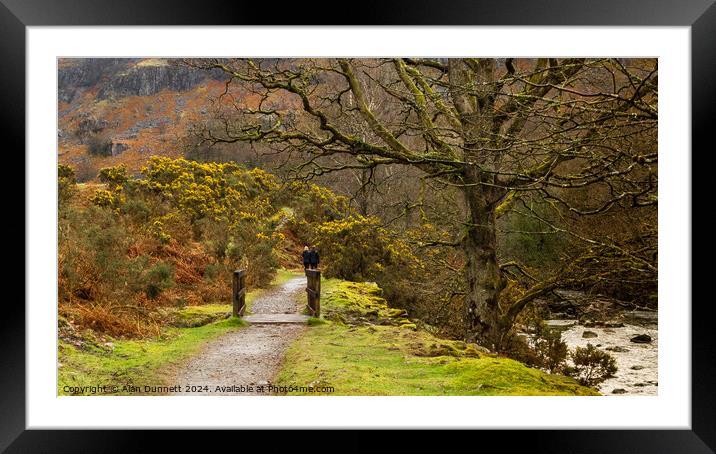 Walk through the gorse Framed Mounted Print by Alan Dunnett