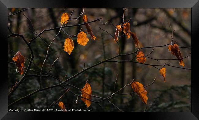 Autumn's last Framed Print by Alan Dunnett