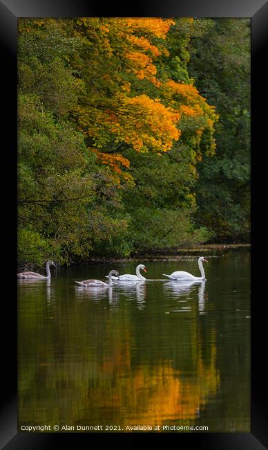 Swan family's autumn swim Framed Print by Alan Dunnett