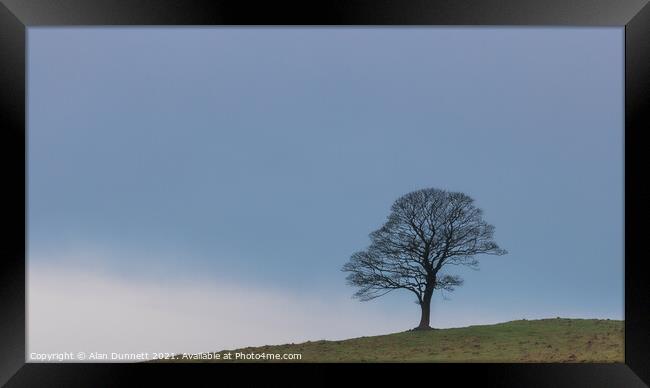 Plant tree Framed Print by Alan Dunnett