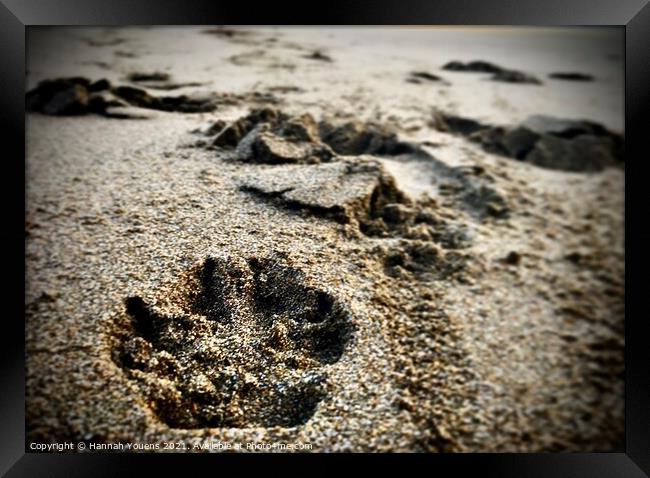 Paw prints in the sand Framed Print by Hannah Youens