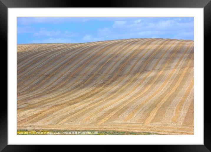 Freshly harvested corn fields Framed Mounted Print by Pieter Marais