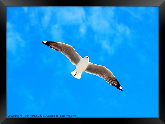 Seagull against blue sky Framed Print by Pieter Marais