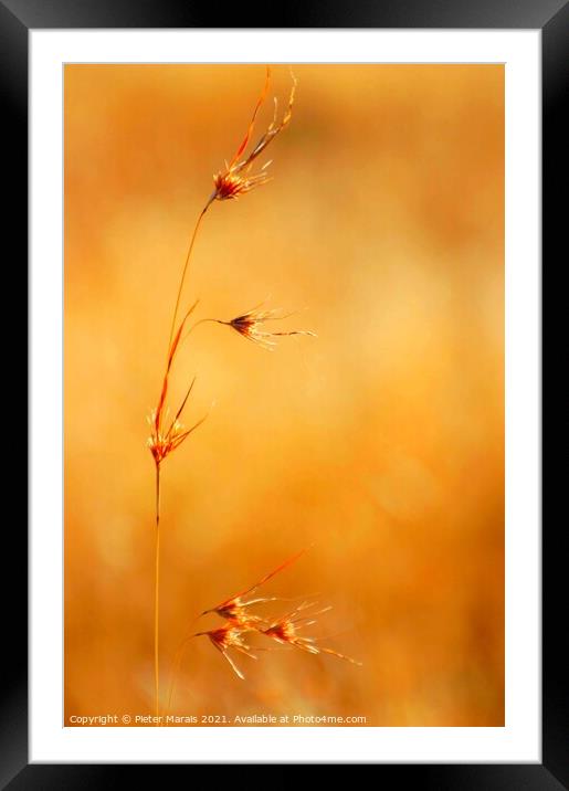 Winter grass seeds South Africa Framed Mounted Print by Pieter Marais