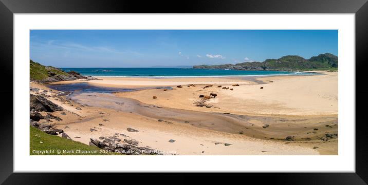 Cows on Kiloran Beach, Colonsay Framed Mounted Print by Photimageon UK