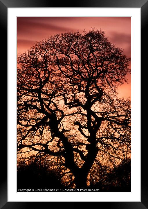 Oak tree sunset silhouette Framed Mounted Print by Photimageon UK