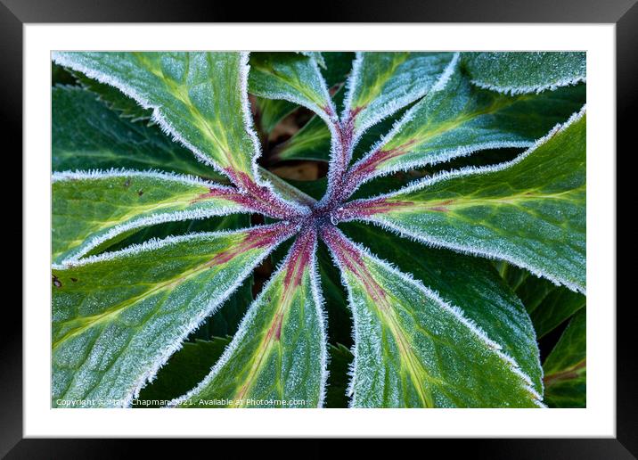 Frosty Hellebore leaf closeup Framed Mounted Print by Photimageon UK