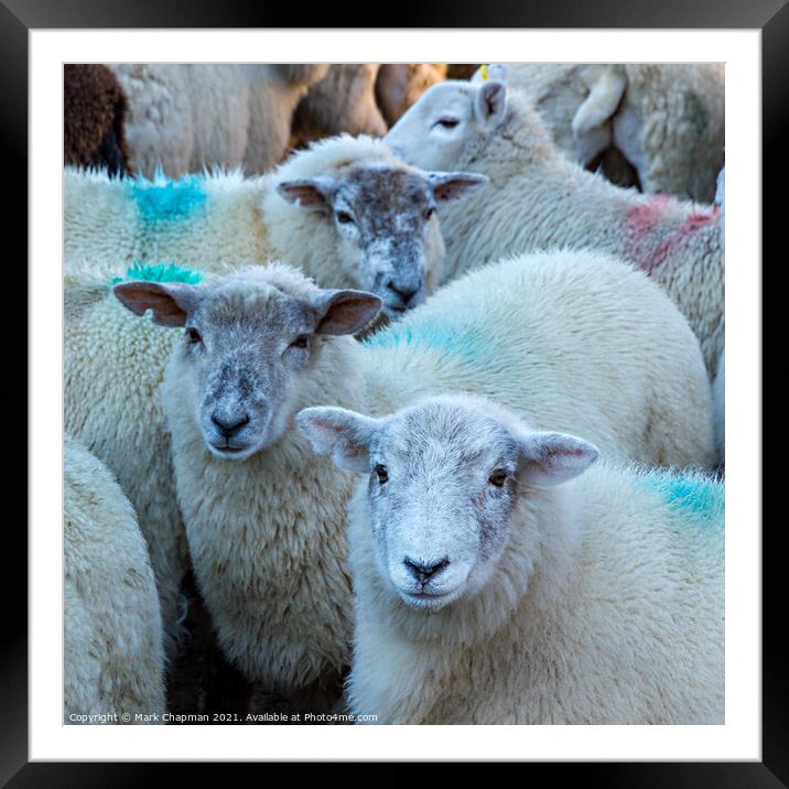 Lakeland Herdwick sheep Framed Mounted Print by Photimageon UK