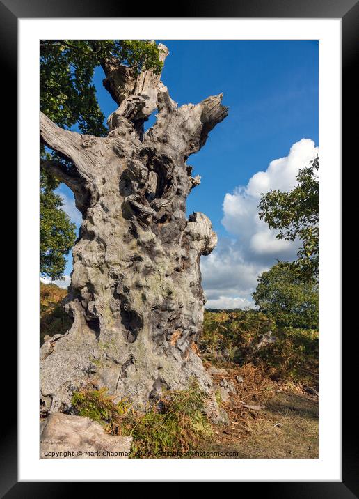 Dead oak tree trunk Framed Mounted Print by Photimageon UK