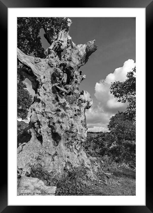 Dead Oak tree trunk Framed Mounted Print by Photimageon UK