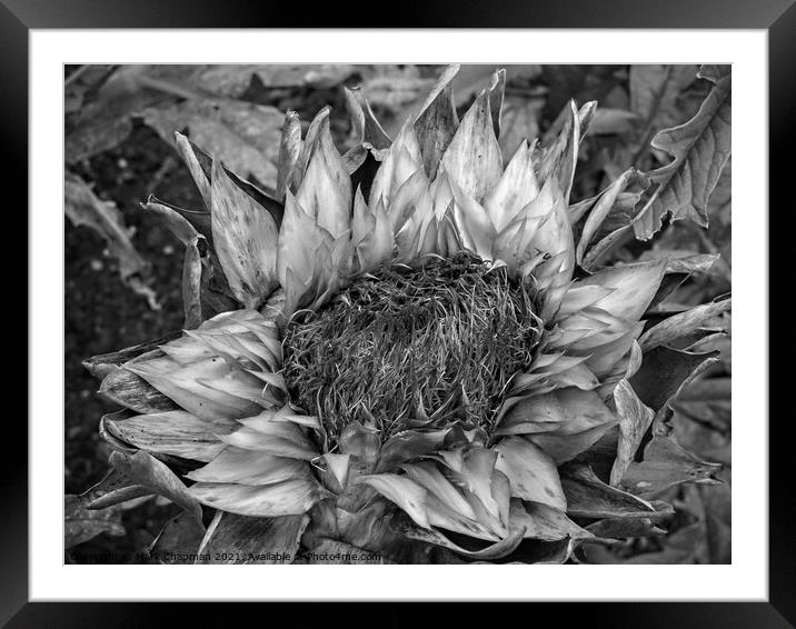 Dead Artichoke flower Framed Mounted Print by Photimageon UK