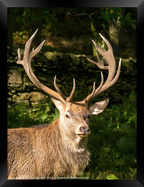 Red deer stag with antlers Framed Print by Photimageon UK