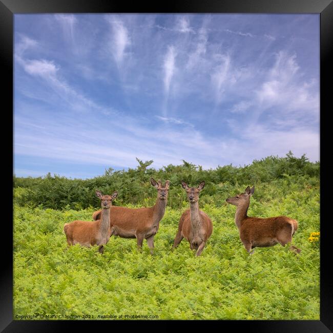 Red Deer amongst bracken in Bradgate Park Framed Print by Photimageon UK