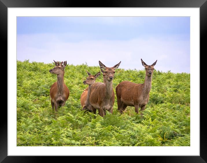 Red deer amongst bracken, Bradgate Park Framed Mounted Print by Photimageon UK