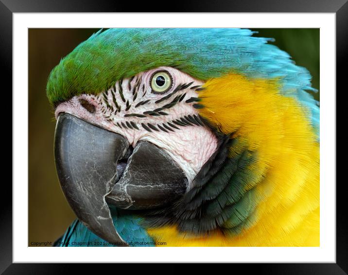 Blue and Yellow / Gold Macaw Parrot (Ara ararauna) Framed Mounted Print by Photimageon UK