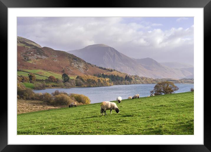 Loweswater and sheep, Cumbria Framed Mounted Print by Photimageon UK