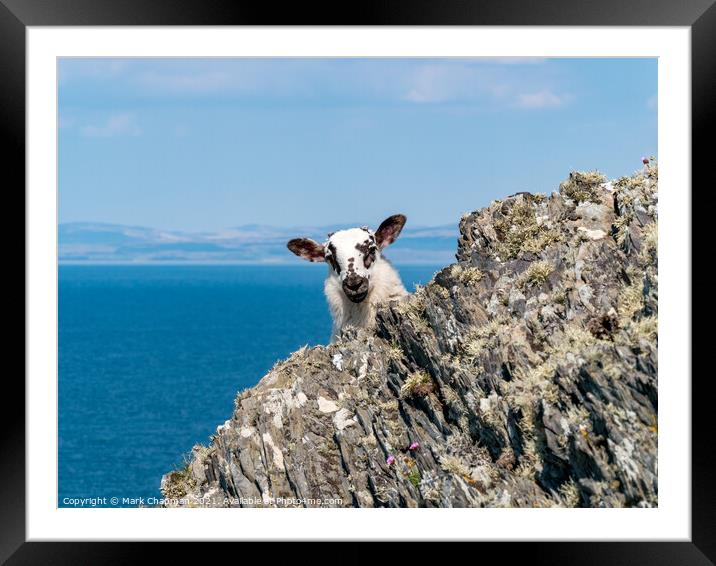 Clifftop lamb, Colonsay Framed Mounted Print by Photimageon UK