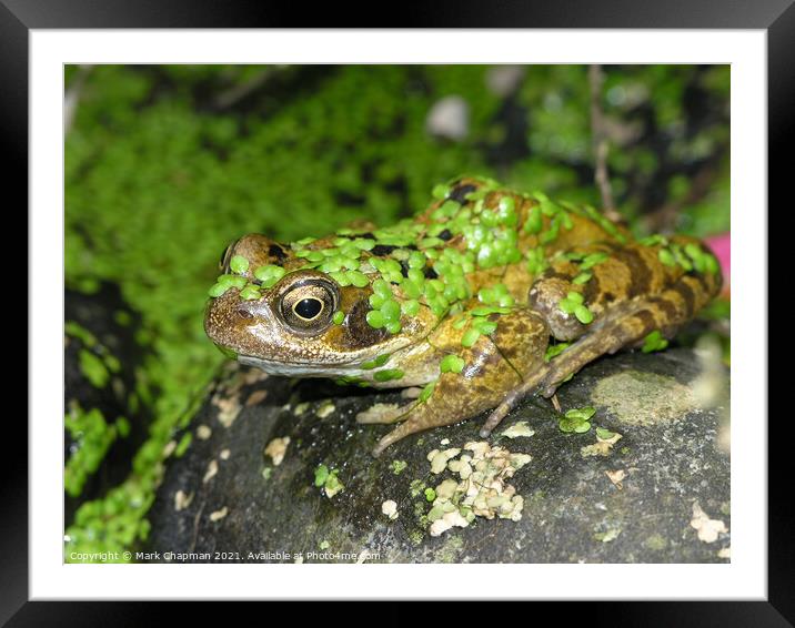 Duckweed frog Framed Mounted Print by Photimageon UK