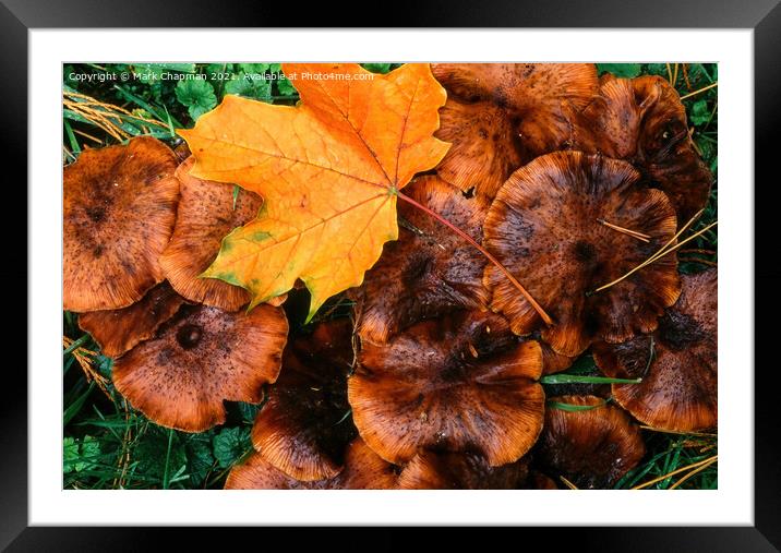 Autumn leaf and funghi Framed Mounted Print by Photimageon UK