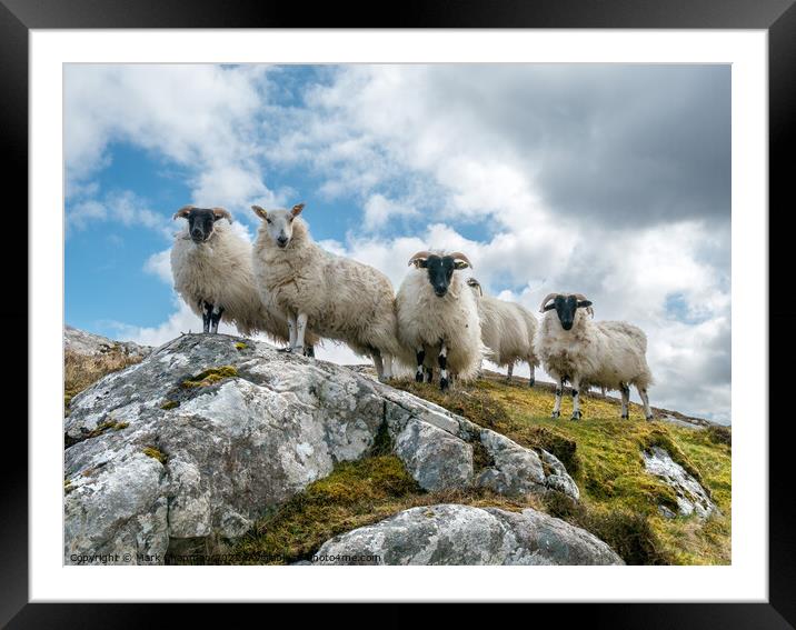 Lookout sheep, Isle of Lewis Framed Mounted Print by Photimageon UK