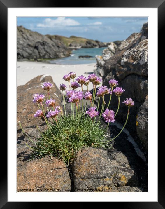 Sea Pinks, Colonsay Framed Mounted Print by Photimageon UK